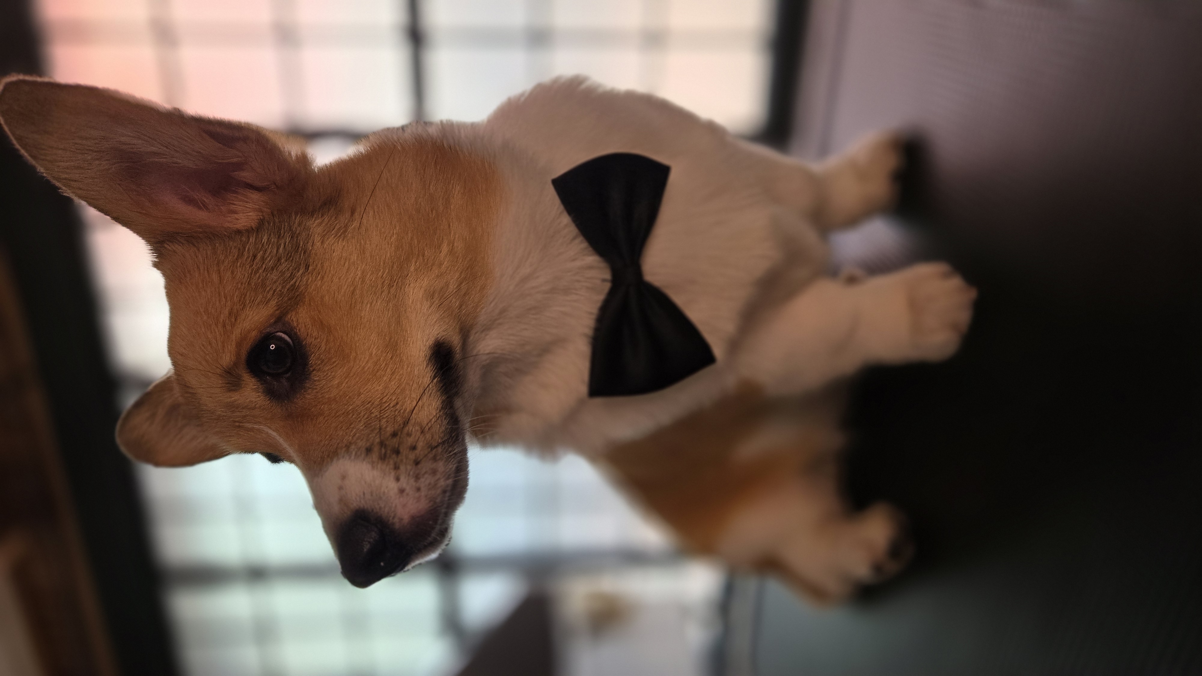 Corgi groomed