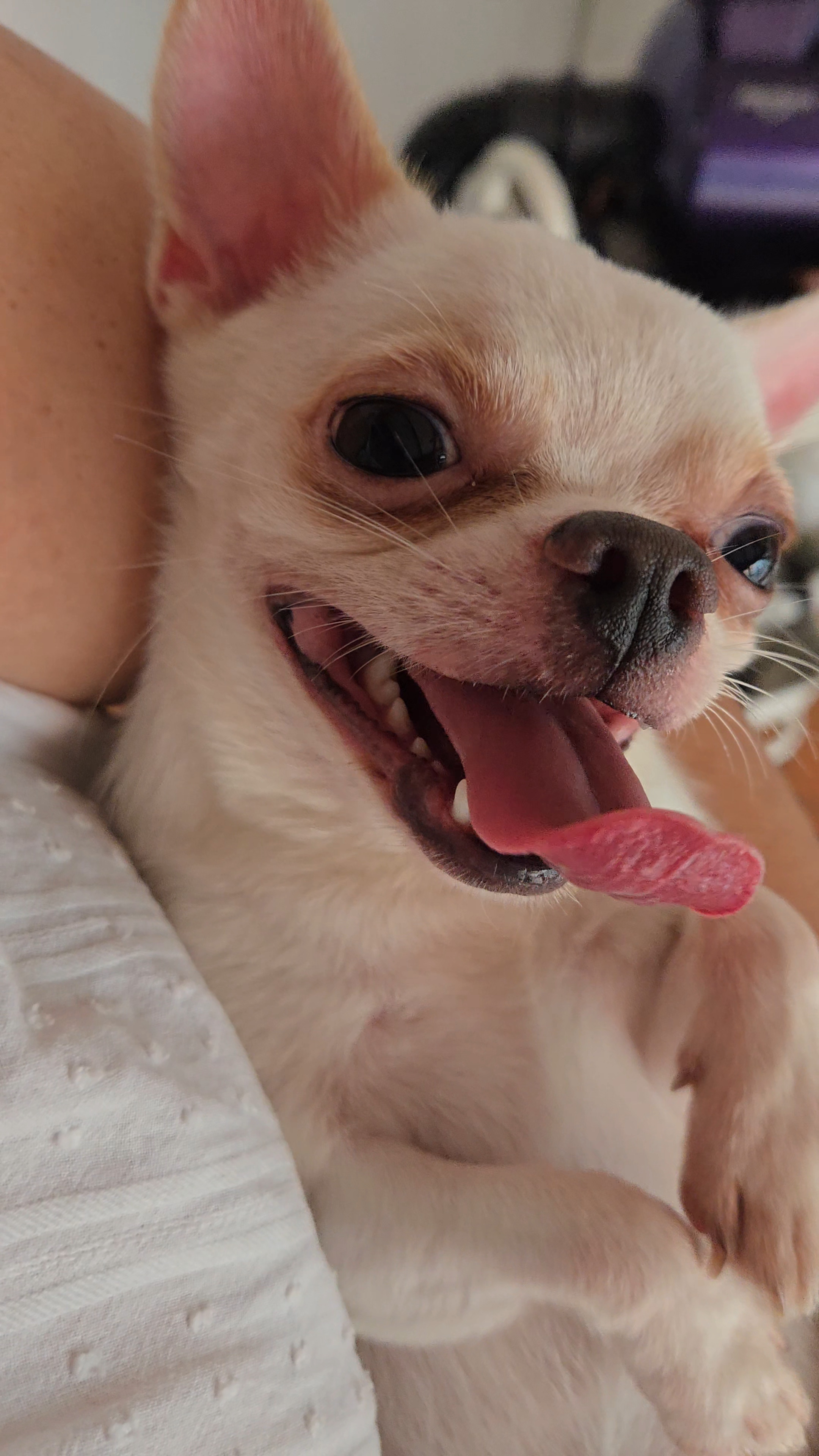 Chihuahua blanco de pelo corto con la lengua afuera, sonriendo