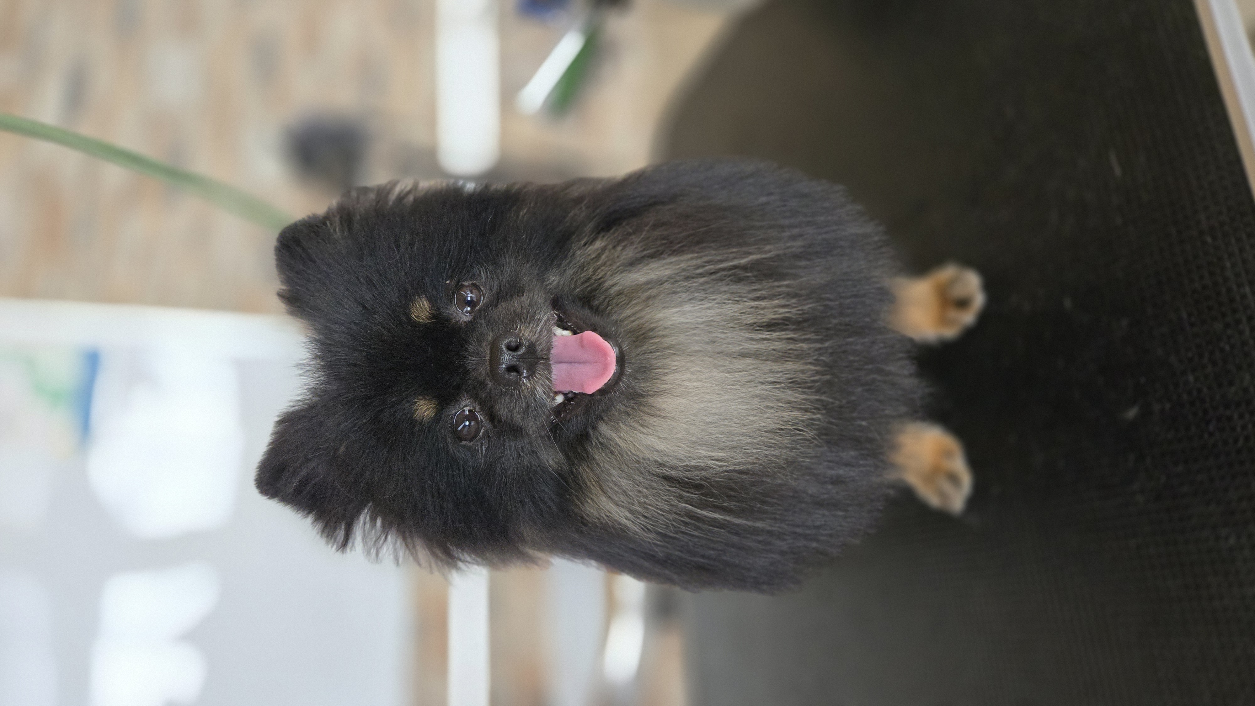 Pomerania negro y fuego con corte de pelo esponjoso