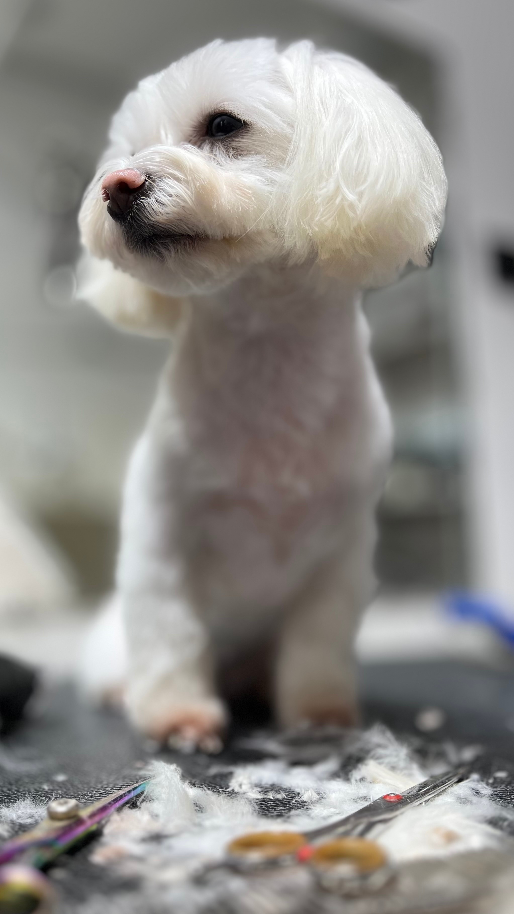 Pomerania blanco sonriendo con la lengua afuera, recién acicalado