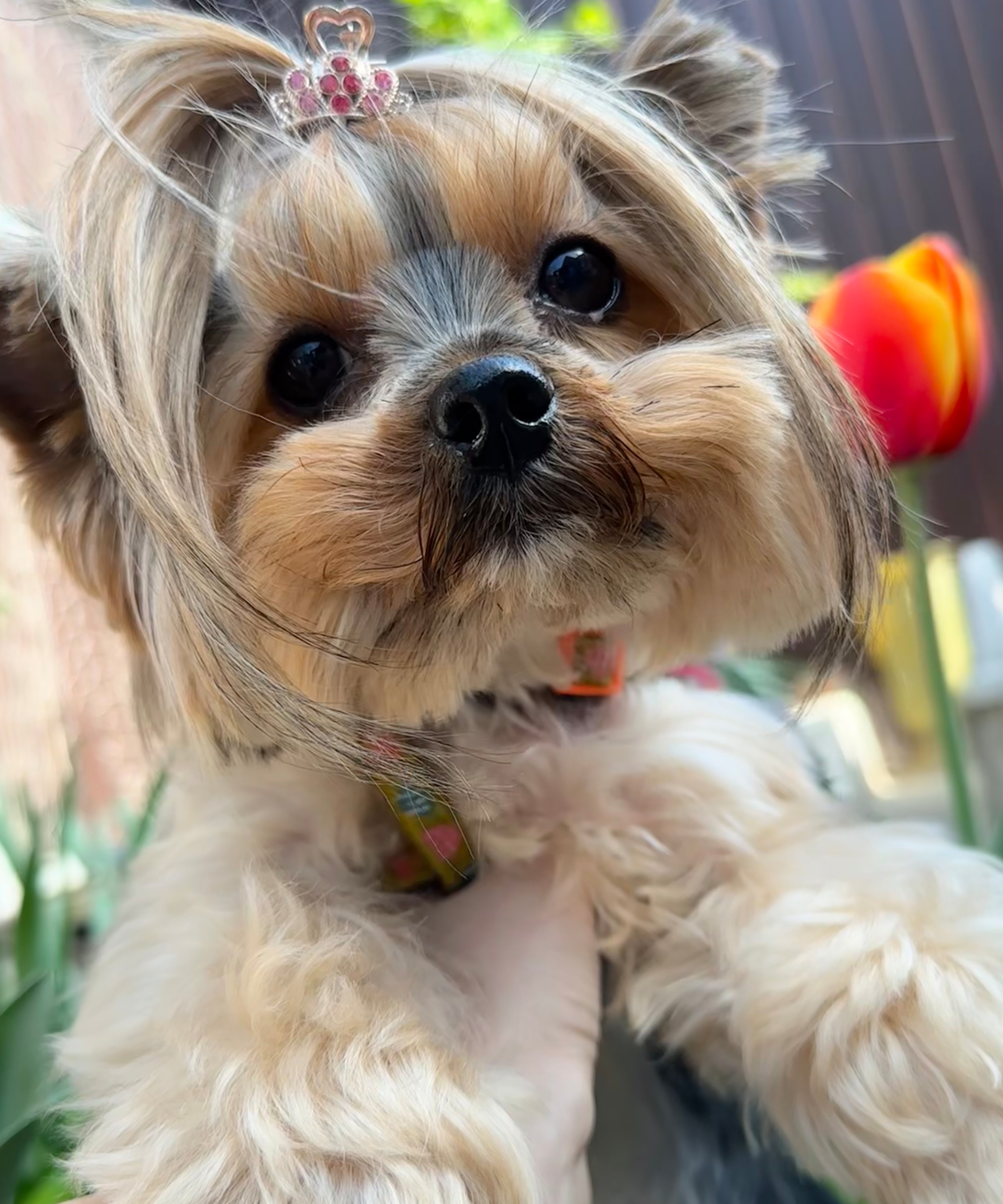 Samoyedo blanco grande con la boca abierta y la lengua afuera