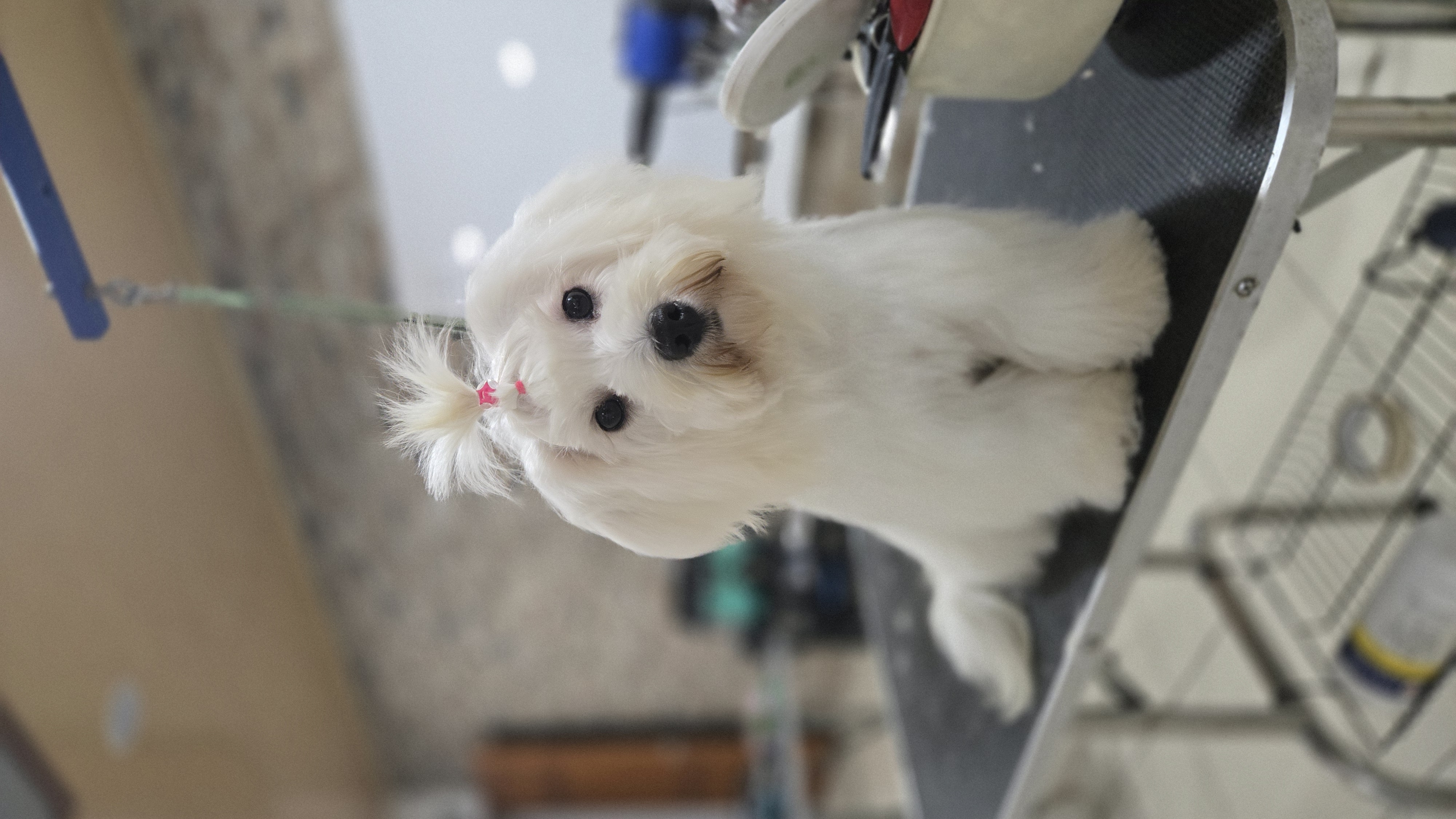Maltés blanco con un pequeño lazo en la cabeza, mirando fijamente
