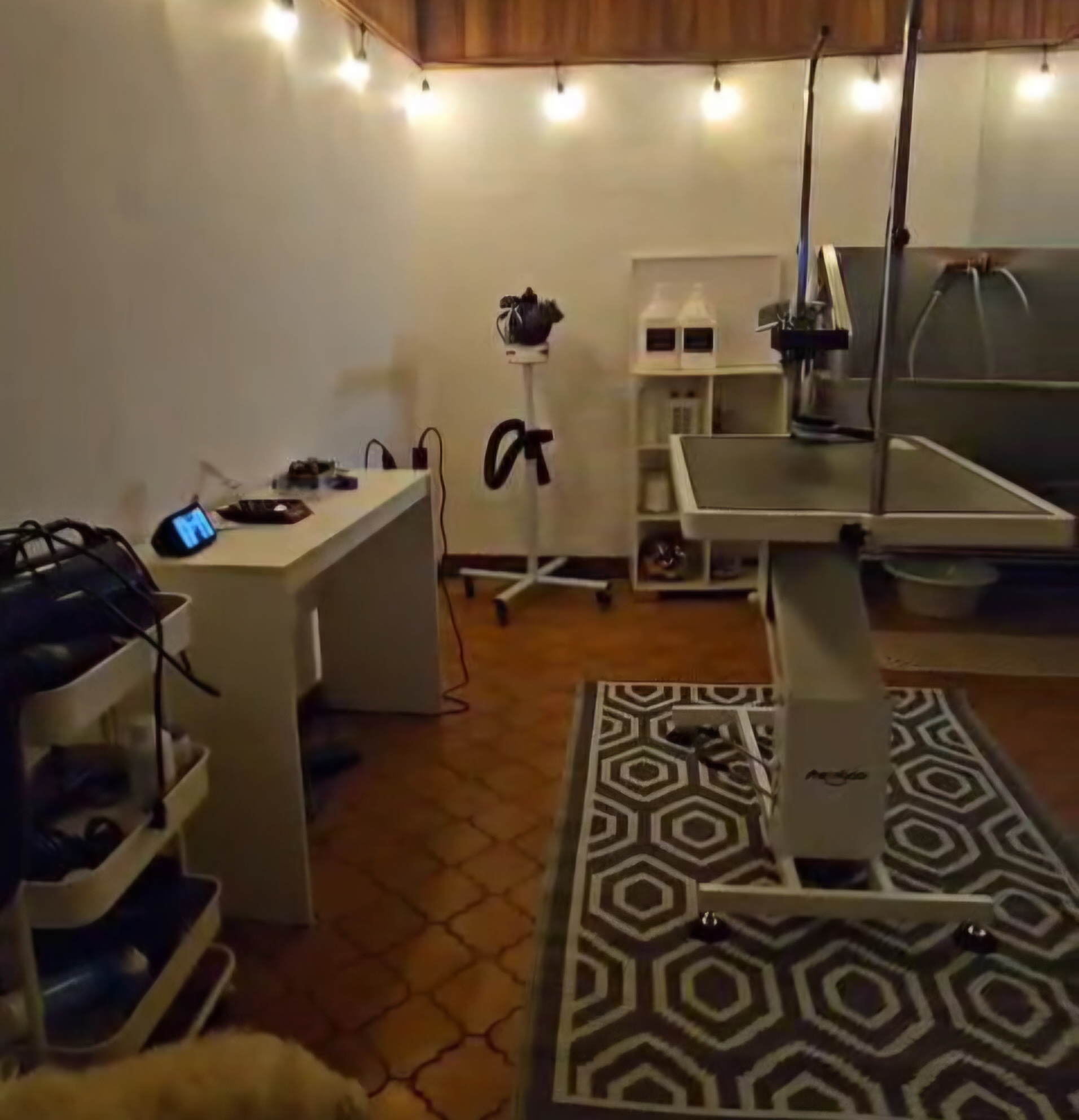 Vista de amor de perro